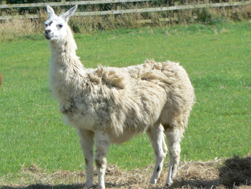 Llama