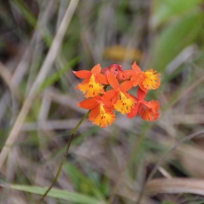 Spanish flag orchid (Epidendrum radicans) 